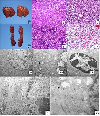 Methionine Deficiency Affects Liver and Kidney Health, Oxidative Stress, and Ileum Mucosal Immunity in Broilers